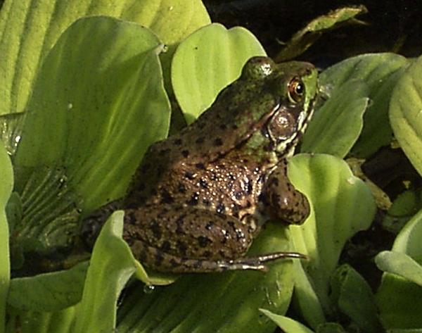 Photo of Lithobates clamitans by <a href="http://www.flickr.com/photos/dianesdigitals/">Diane Williamson</a>